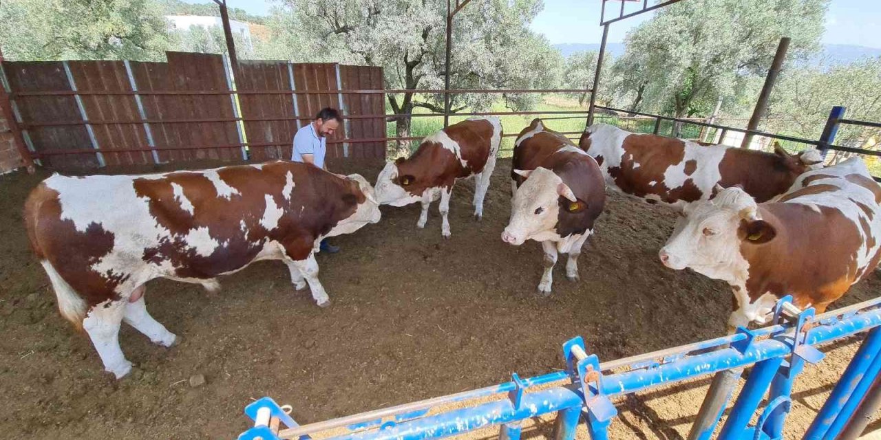 Sevimli beşiz buzağılar iki yaşına girdi