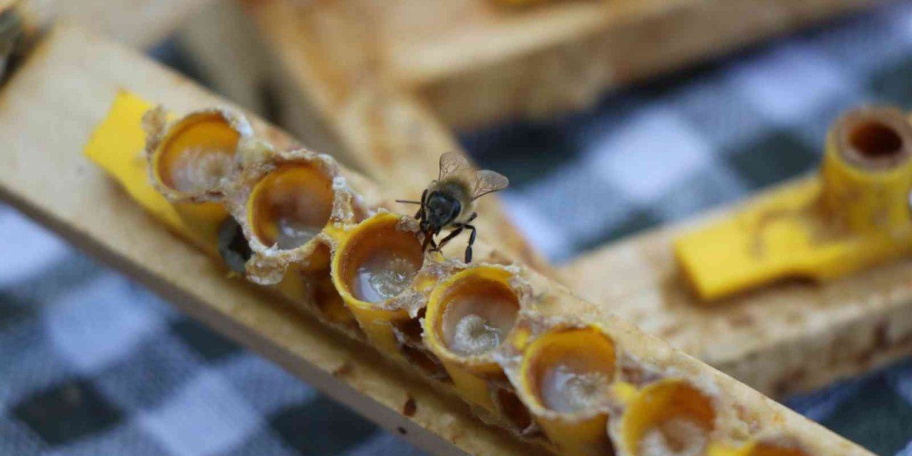 ’Arı sütü’ altınla yarışıyor