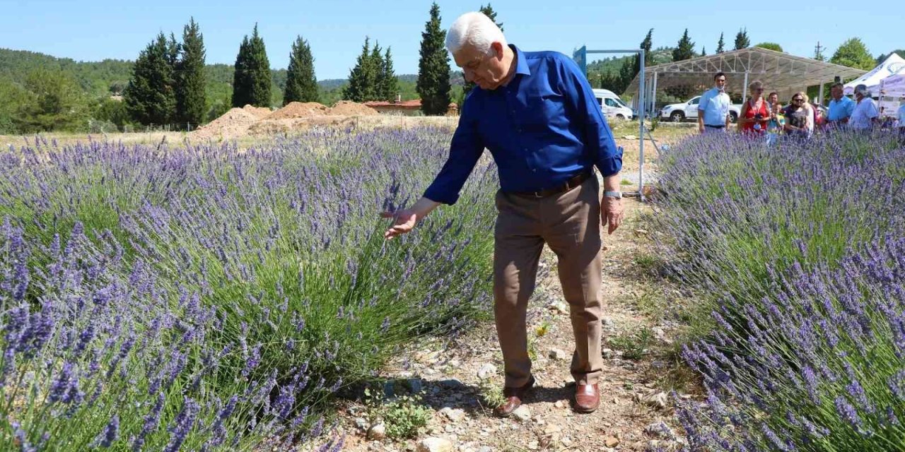 Büyükşehir’in Lavanta Şenliği başlıyor