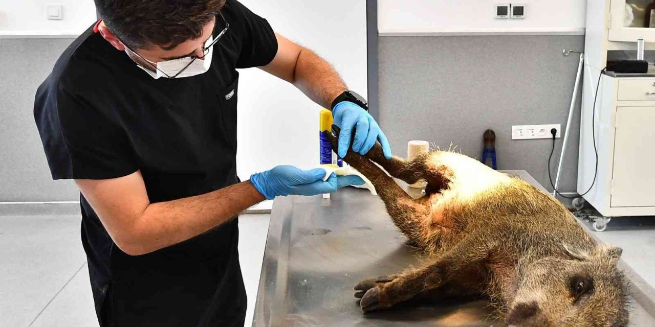 Yaralı yavru domuz tedavi altında