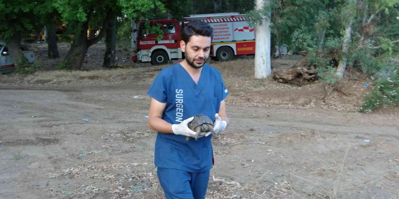 Marmaris’teki Yangında dumandan zehirlenen kaplumbağa hayata döndürüldü