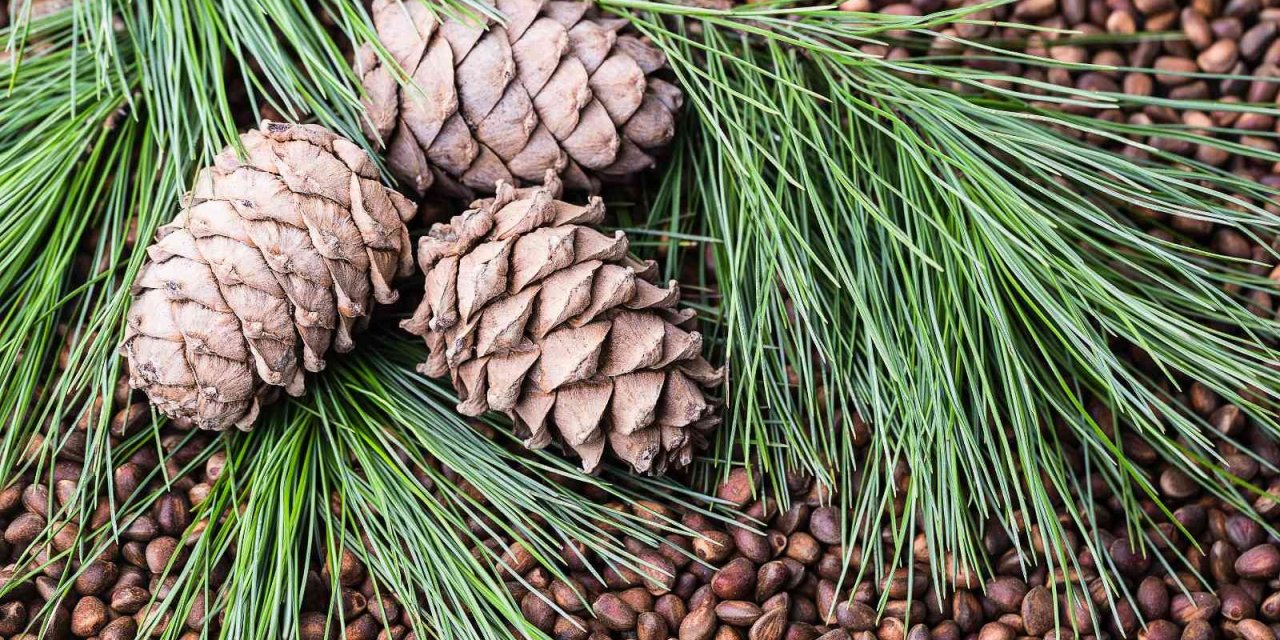 Türkiye’nin çam fıstığı ihracatı son 5 senede yüzde 68 arttı