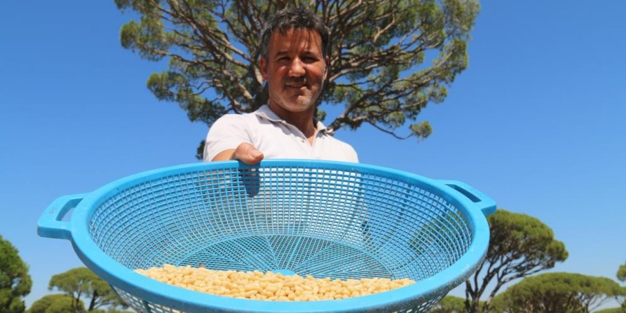 Çam ağaçlarından adeta dolar yağdı