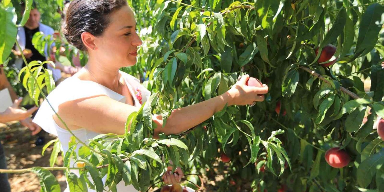 Selçuk şeftali ile şenlenecek