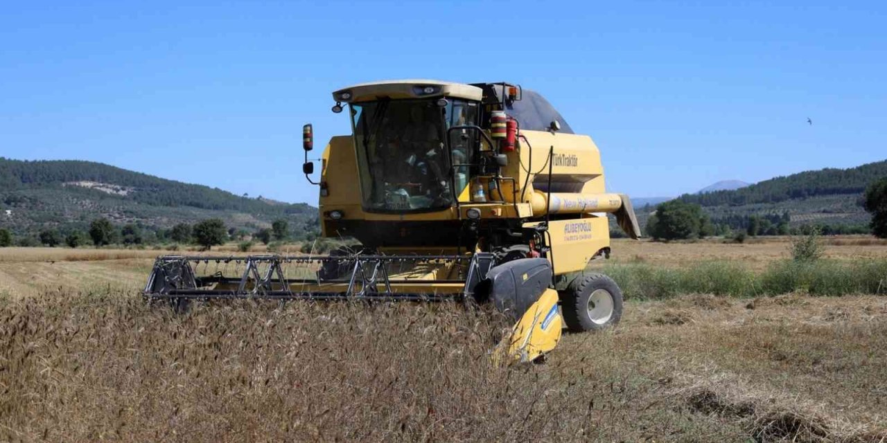 Karakılçık Buğdayları üreticiye ve ihtiyaç sahiplerine dağıtılacak