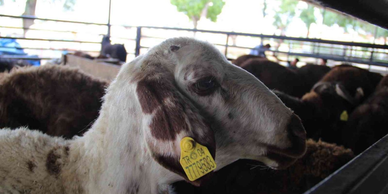 Aydın’da kurban bayramı öncesi kurban pazarlarında sessizlik hakim