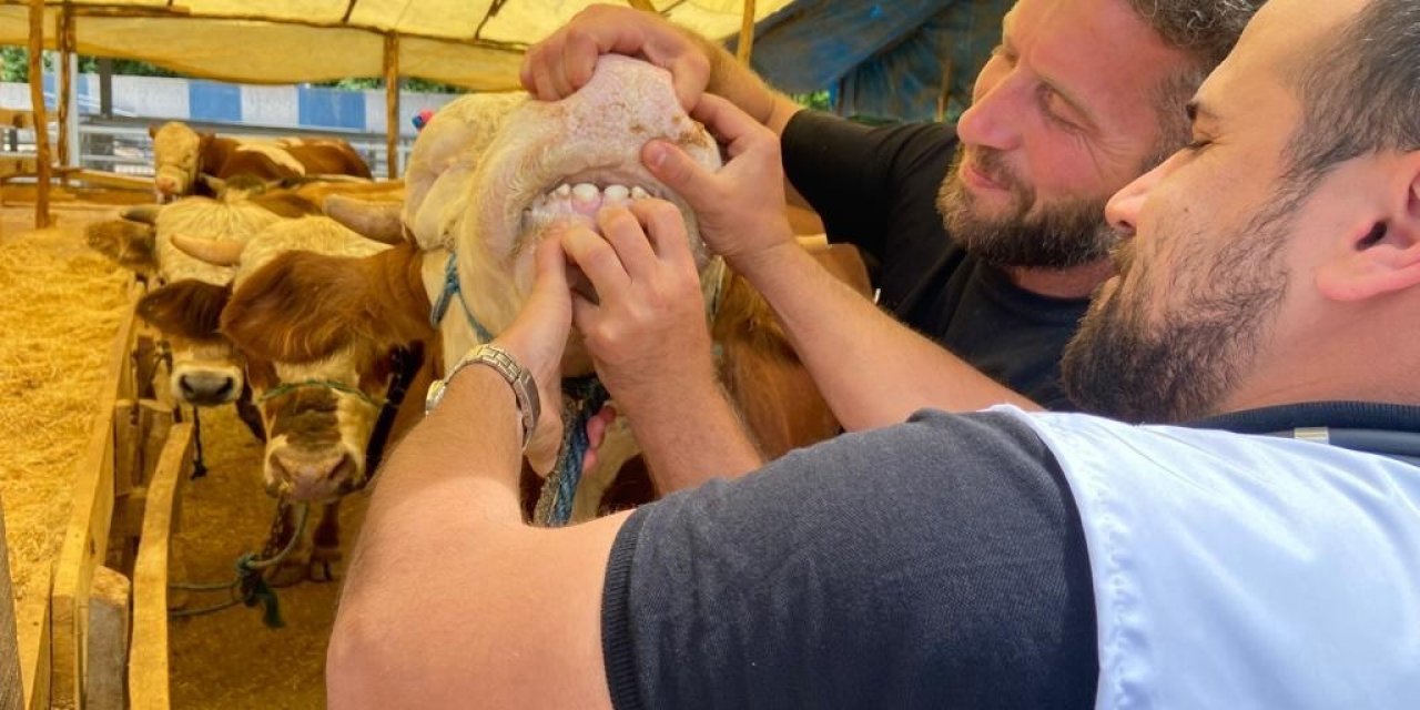 Aydın İl Tarım ve Orman Müdürlüğü’nden kurban uyarısı