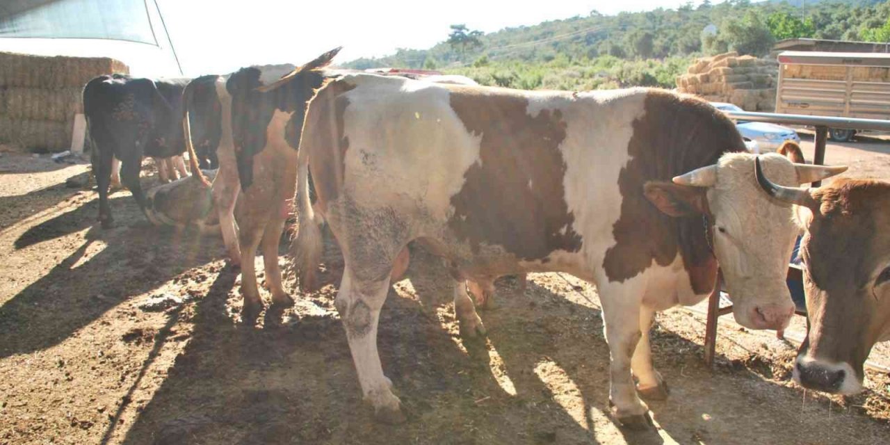 Milas’ta kurbanlık satışları başladı