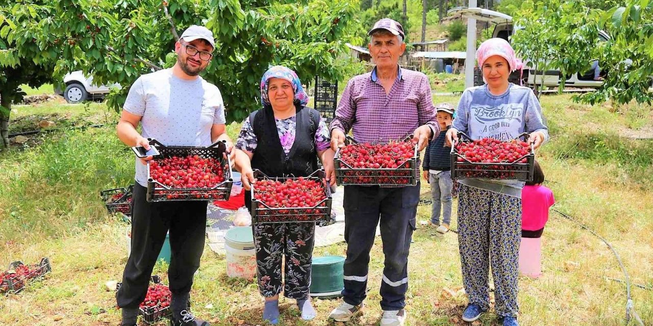 Çameli’nin ünlü yayla kirazında hasat başladı