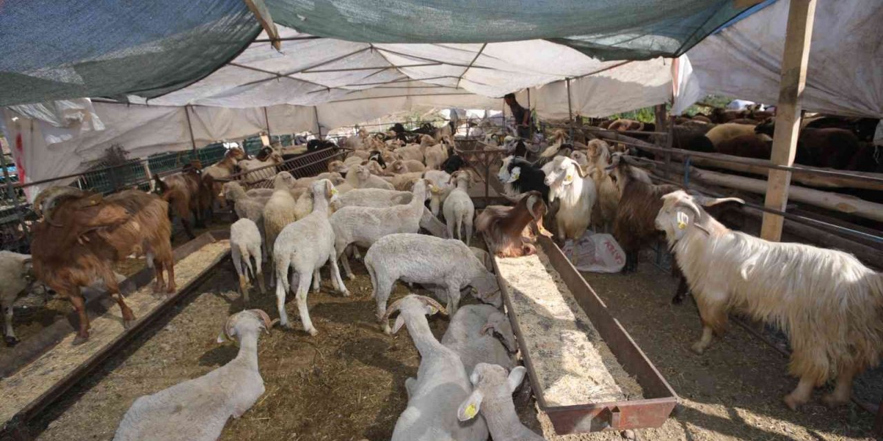 Bayraklı Belediyesi Kurban Bayramına hazır