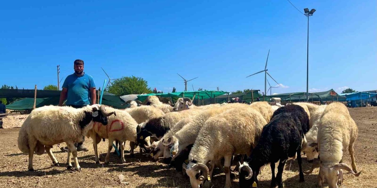Aliağa’da kurbanlıklar alıcılarını bekliyor