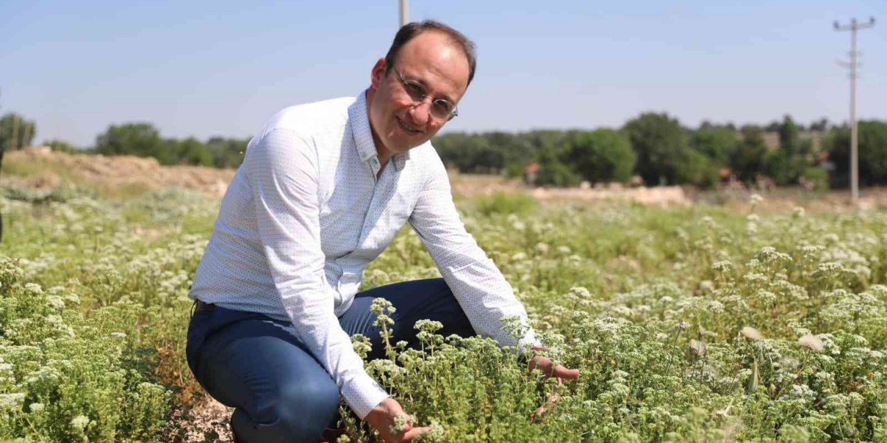 Pamukkale Belediyesi kekik ve lavanta festivali düzenliyor