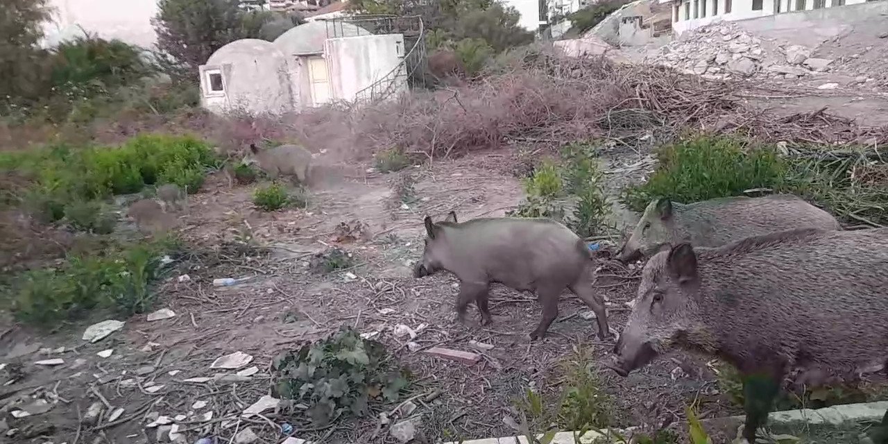 Yiyecek bulmakta zorlanan domuz sürüsü gündüz vakti şehre indi