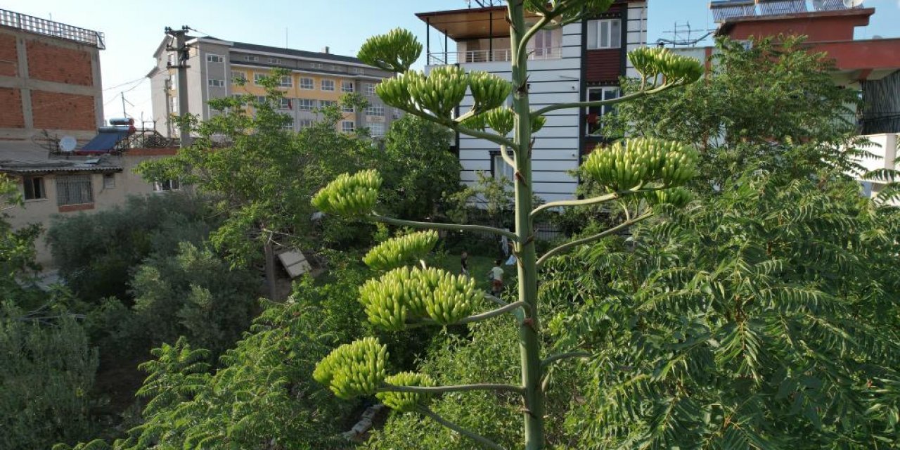 Ömründe bir kere çiçek açan sabır otu Denizli’de ortaya çıktı