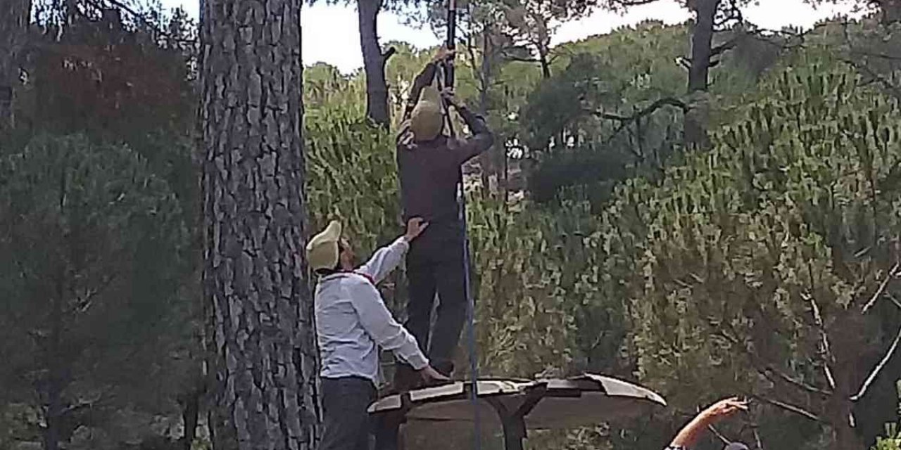 Fiyatı altınla yarışınca üretici, çam ağaçlarına gözü gibi bakmaya başladı