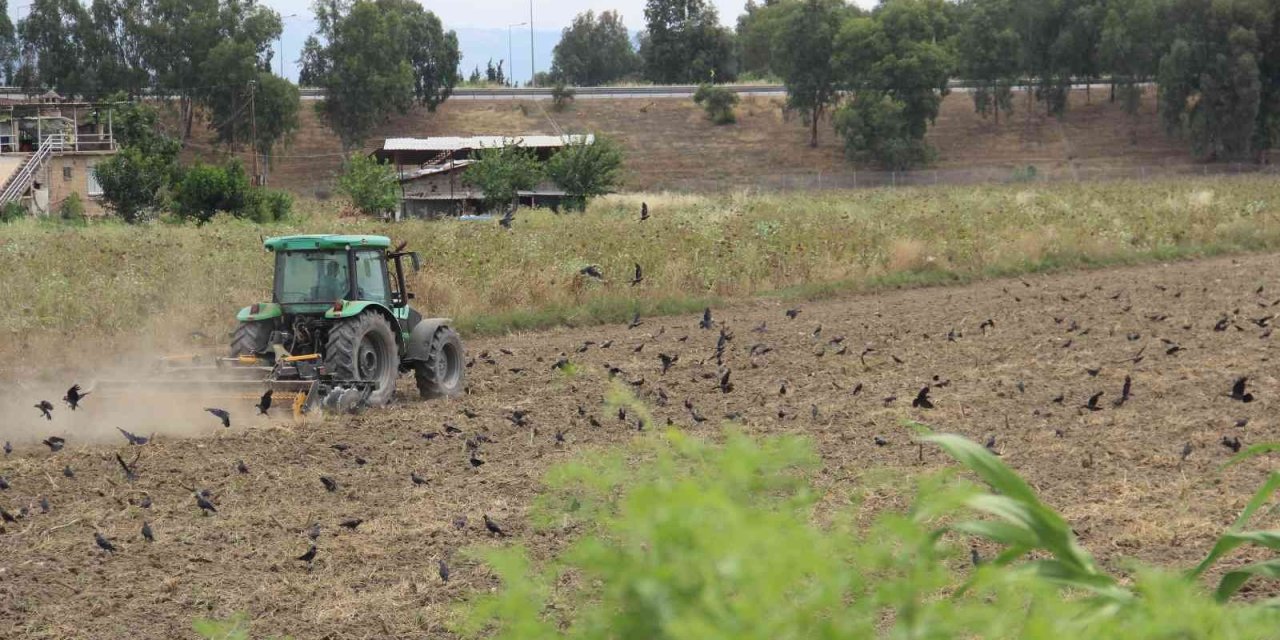 Kargaların yemek keyfi, tarlaları şenlendirdi