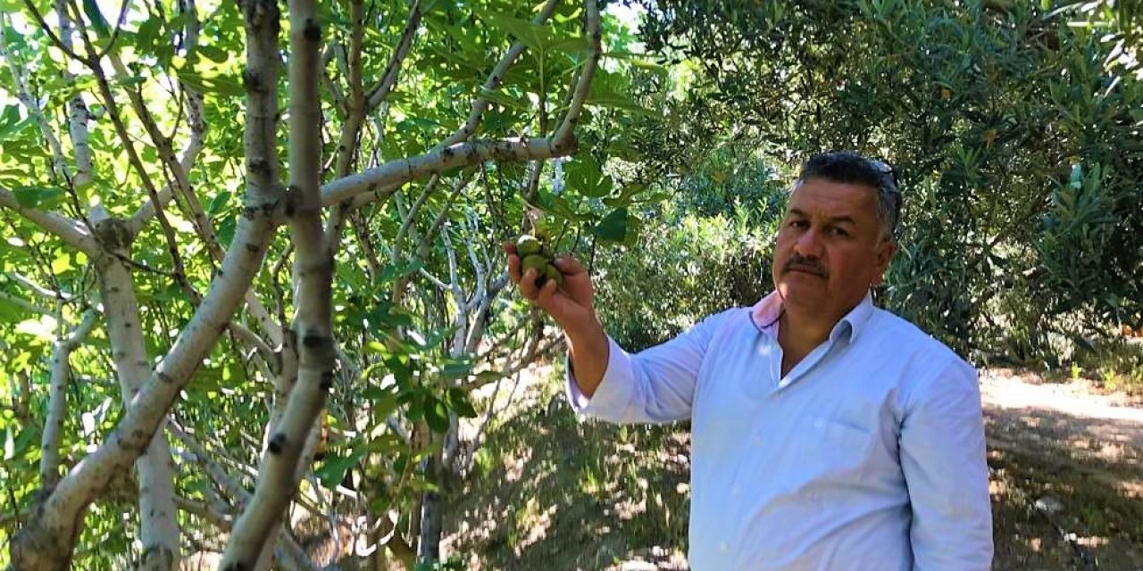 İlekleme incirde lezzeti ve kaliteyi yükseltiyor