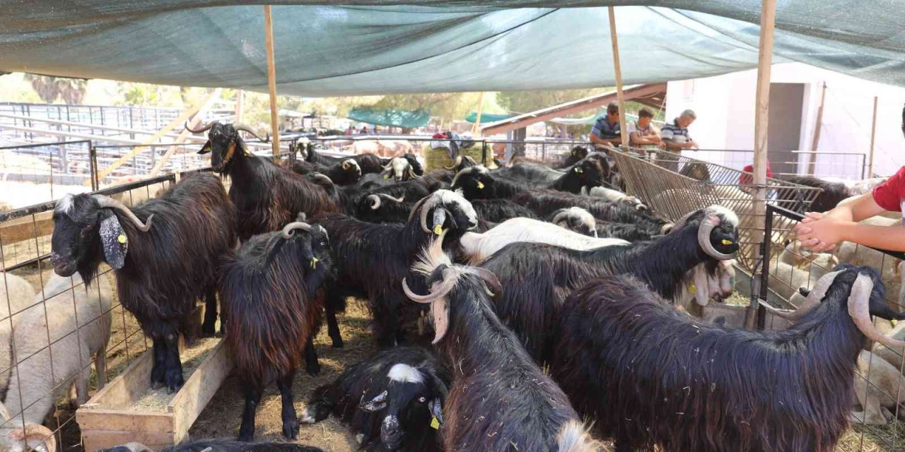 Marmaris’te kurbanlık hayvan satışları başladı