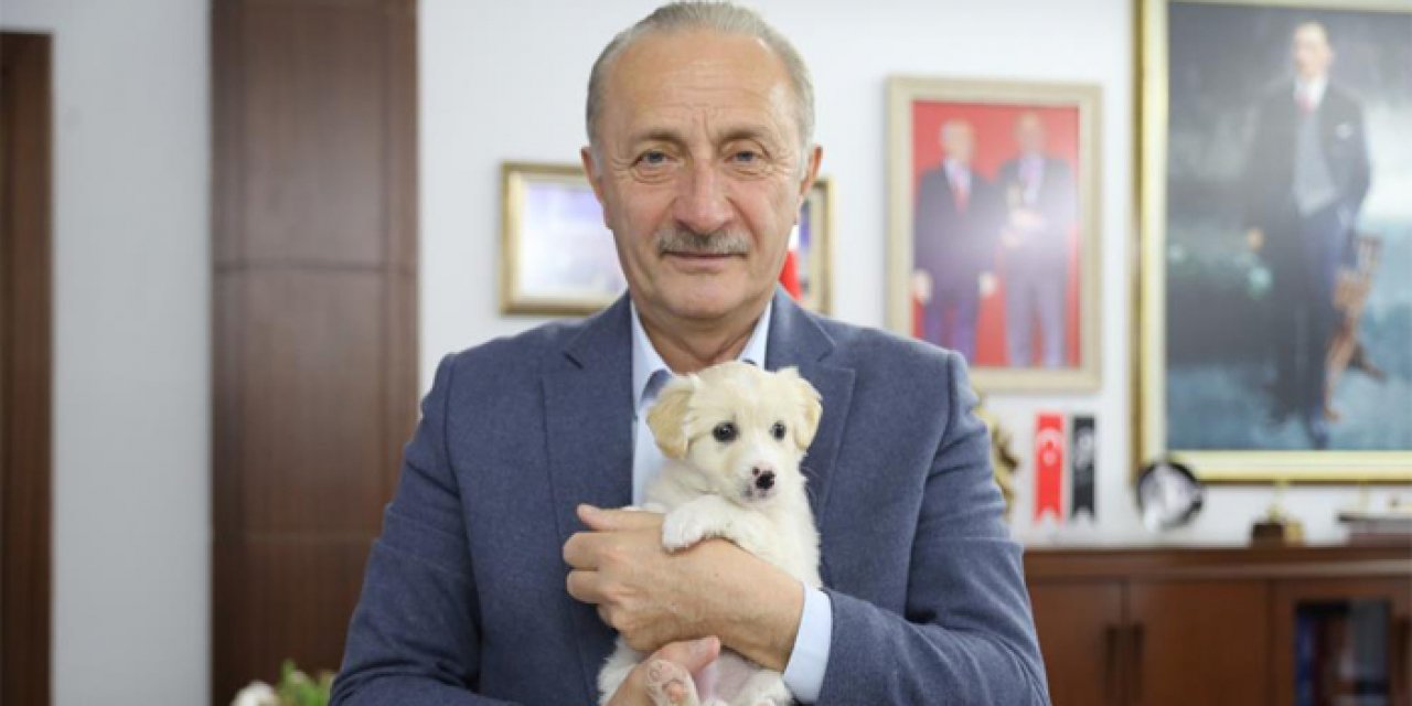 Didim’de hurda malzemeler can dostlar için yuva oldu