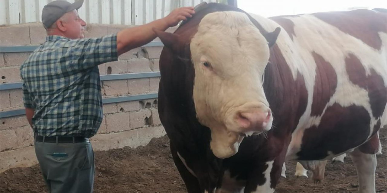 1,7 tonluk boğayı alana koç hediye edecek