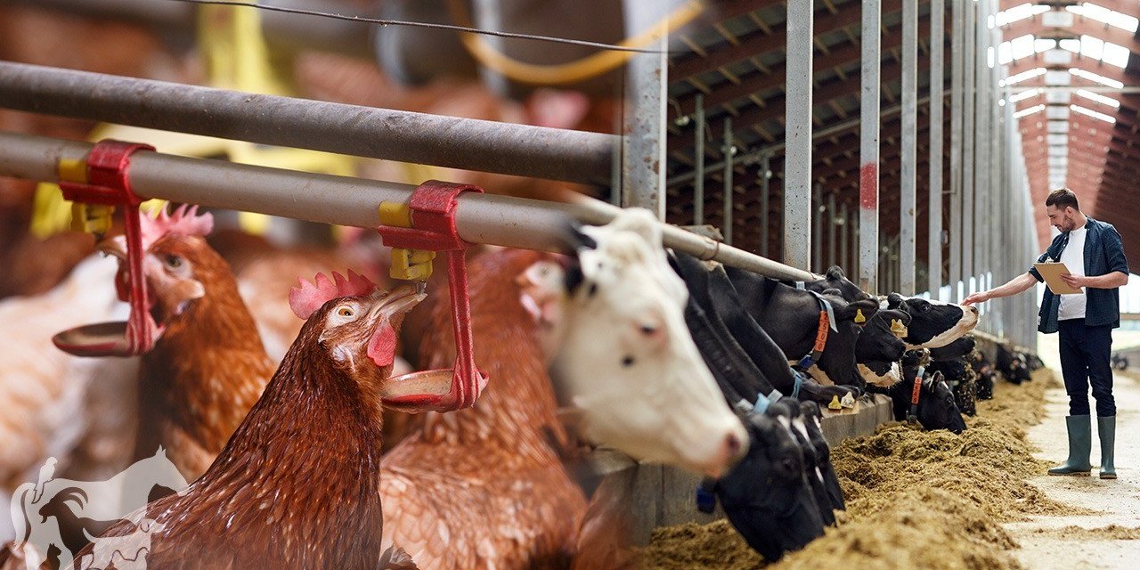 İzmir Kemalpaşa’da üretiyor, 8 ülkeye yem katkı maddeleri ihraç ediyor