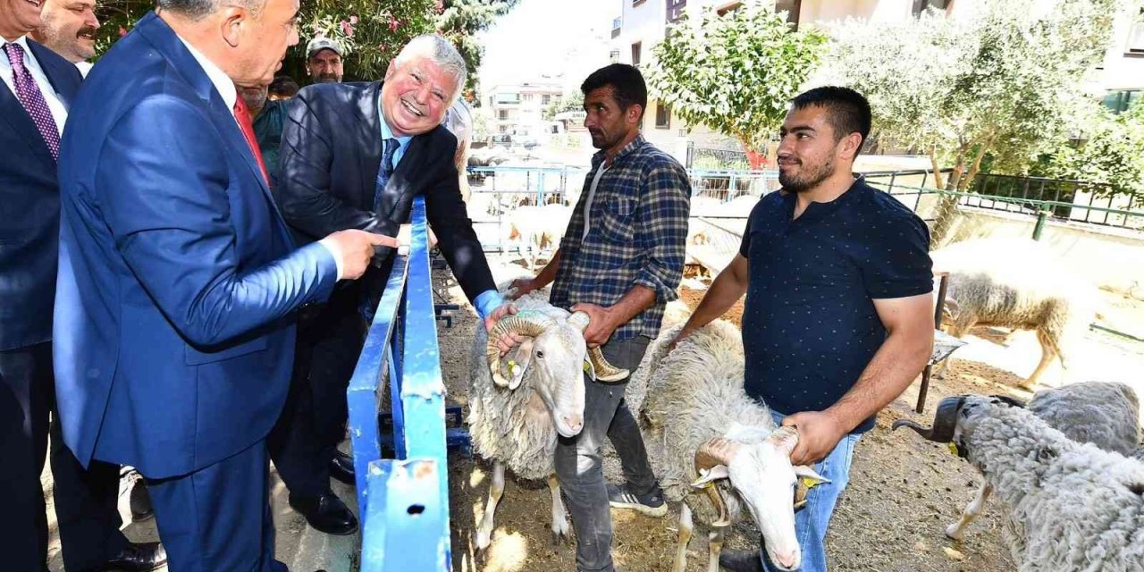 İzmir Büyükşehir Belediyesinin küçükbaş üreticisine desteği sürüyor
