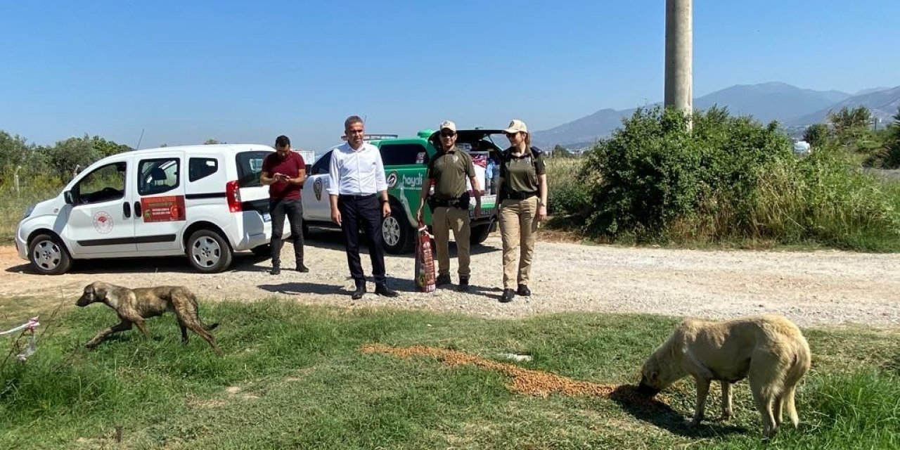 Aydın’da sokak hayvanları unutulmadı
