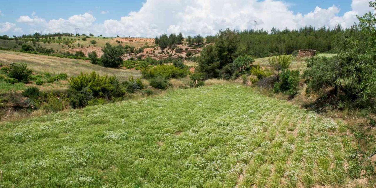 Türkiye’nin kekik üretim merkezi Denizli, rol model oldu
