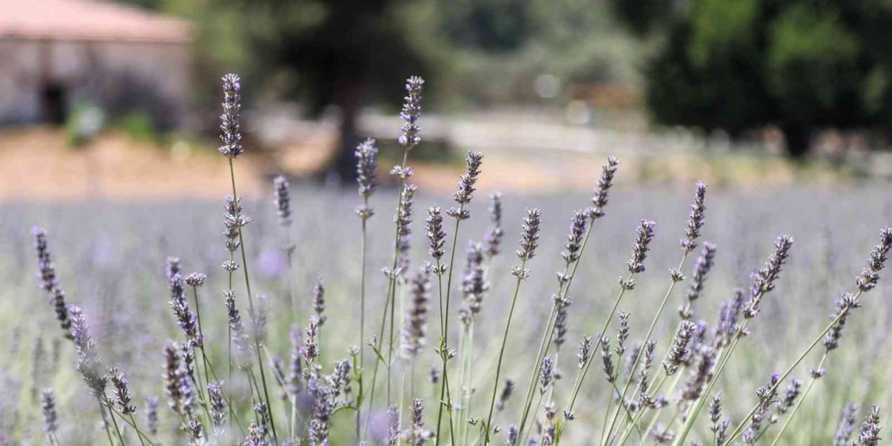 Karaova’da lavanta hasadı başladı