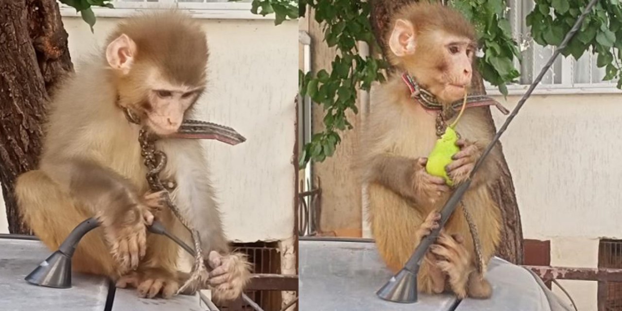 Başıboş gezen maymun koruma altına alındı