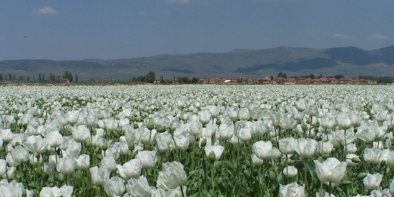 Haşhaş tohumu ihracatında yüzde 923’lük rekor artış