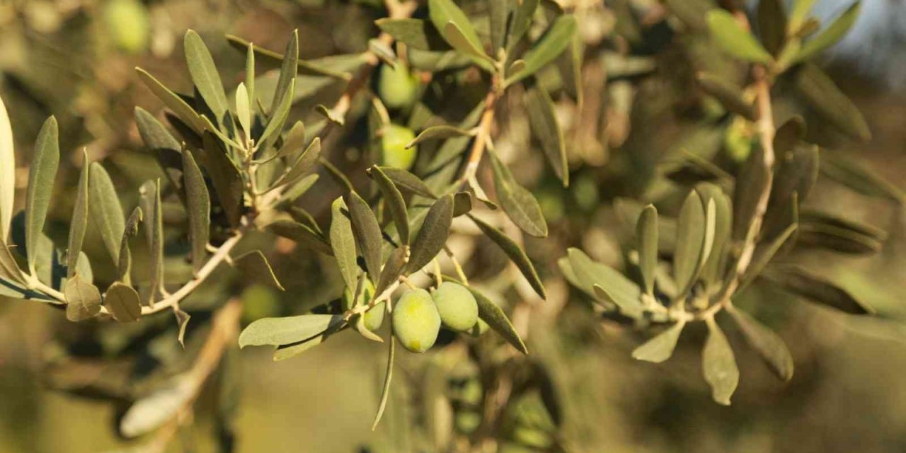 Muğla Büyükşehir Belediyesi’nden zeytin üreticisine destek