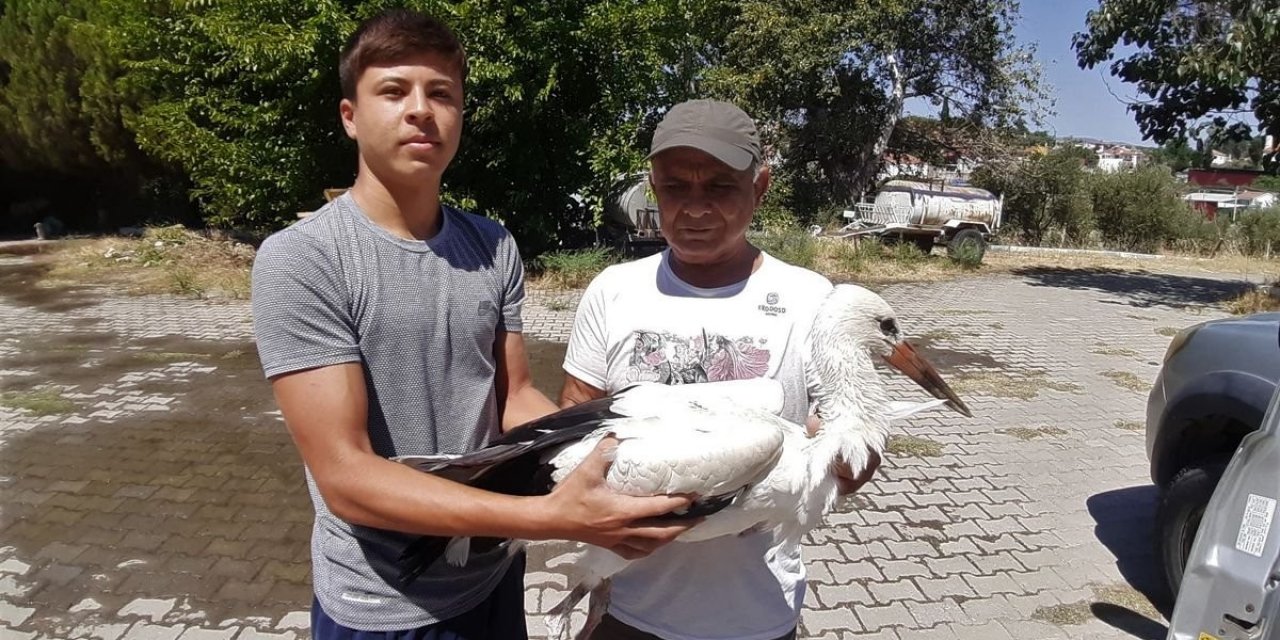 Aydın’da yavru leylekler ilk kanatlarını çırpmaya başladı