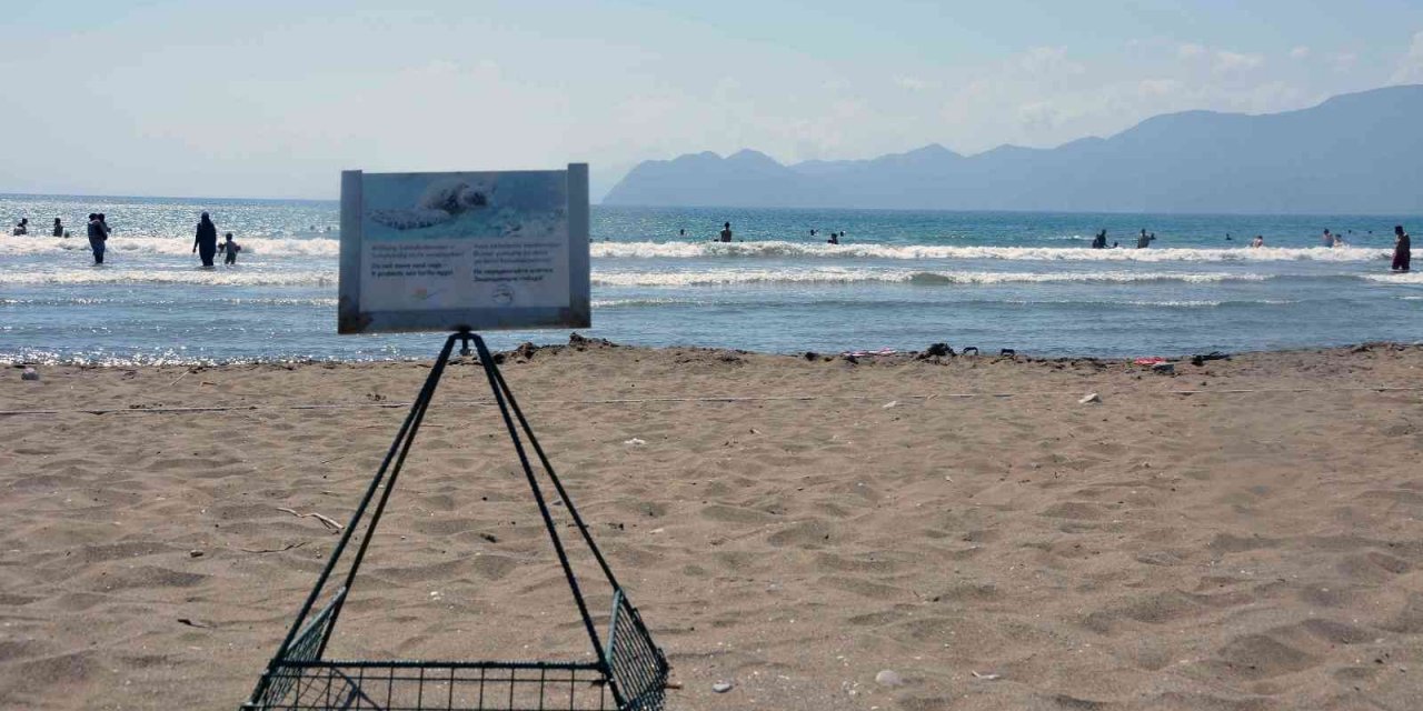 Deniz kaplumbağası yuva sayısında iklim krizi etkisi