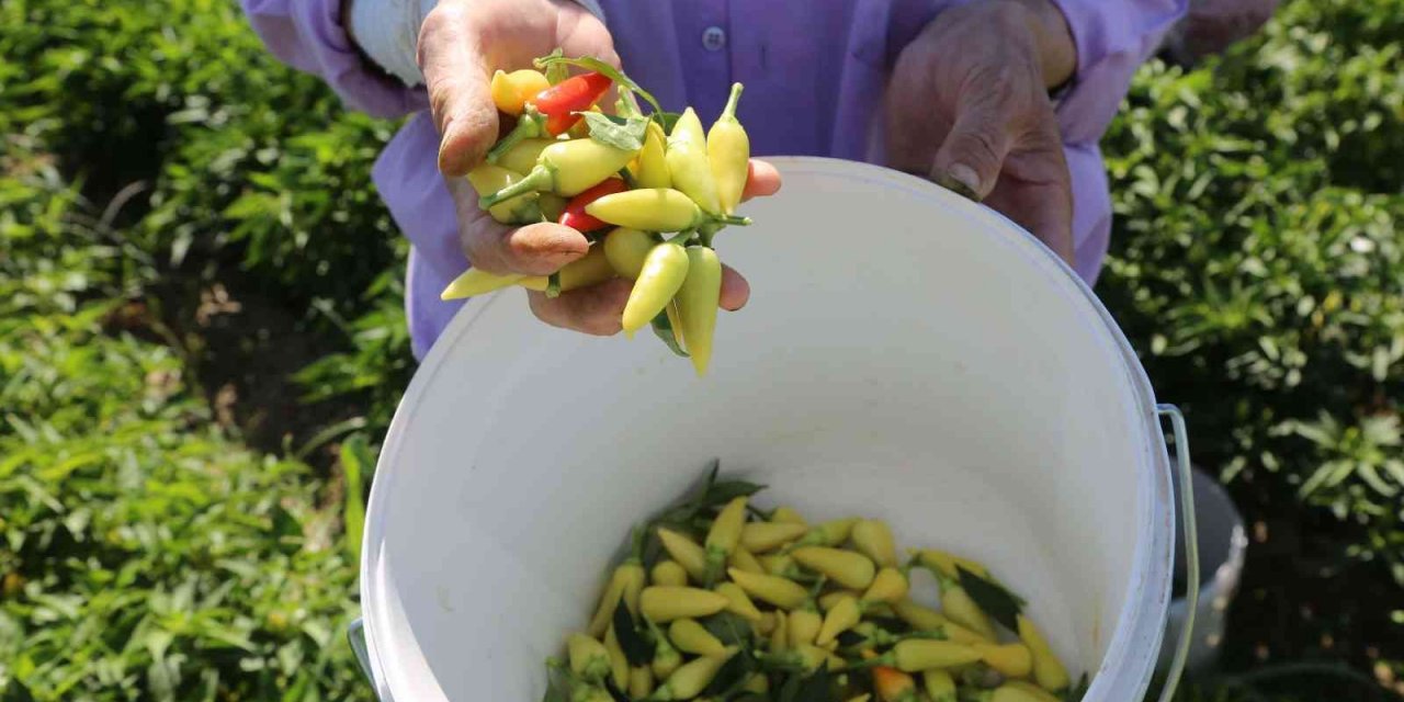 Efeler Belediyesi’nden ilk biber hasadı