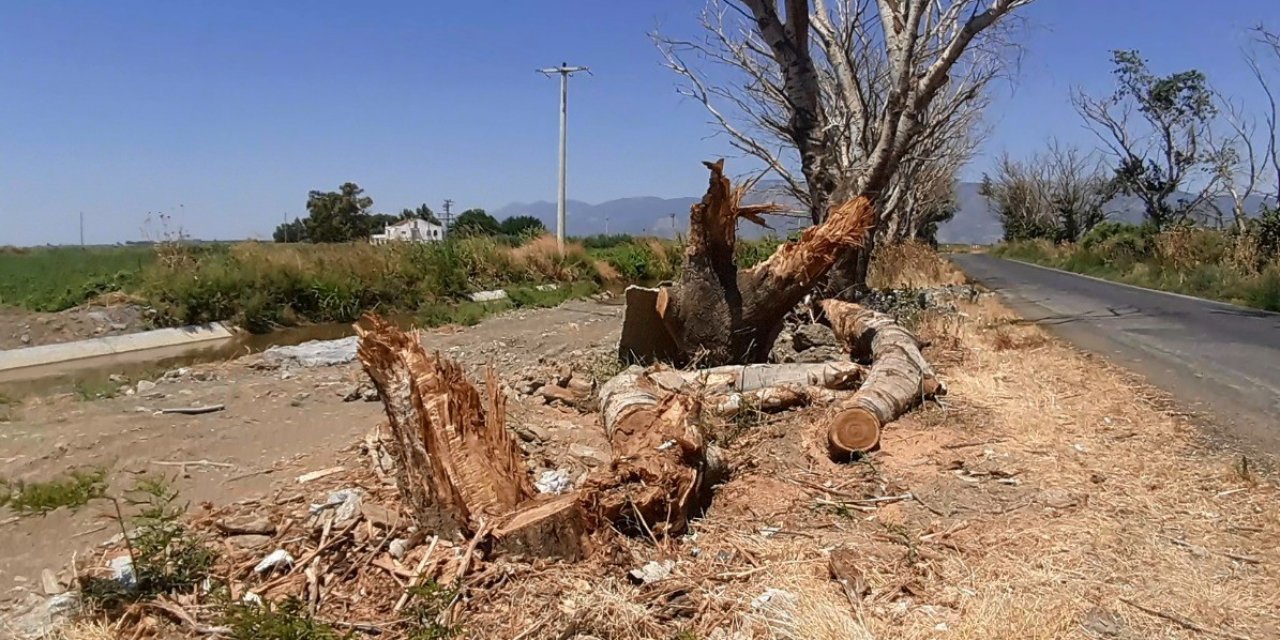Kuruyan kavak ağaçları endişelendirdi