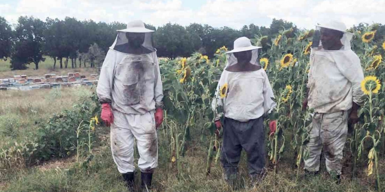 Trakya’daki Muğlalı arıcılardan ‘çayır tırtılı’ ilaçlama uyarısı