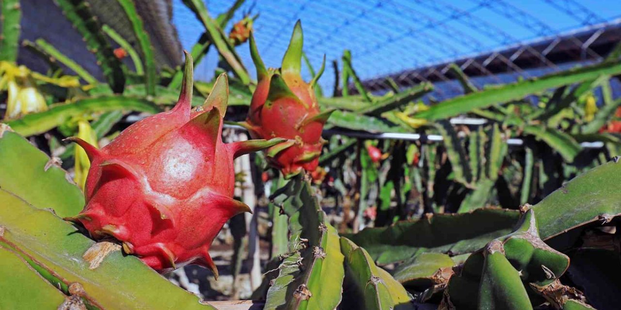‘Arıtma Suyu ile Tropik Sera’ projesi Büyükşehir’e ödül getirdi