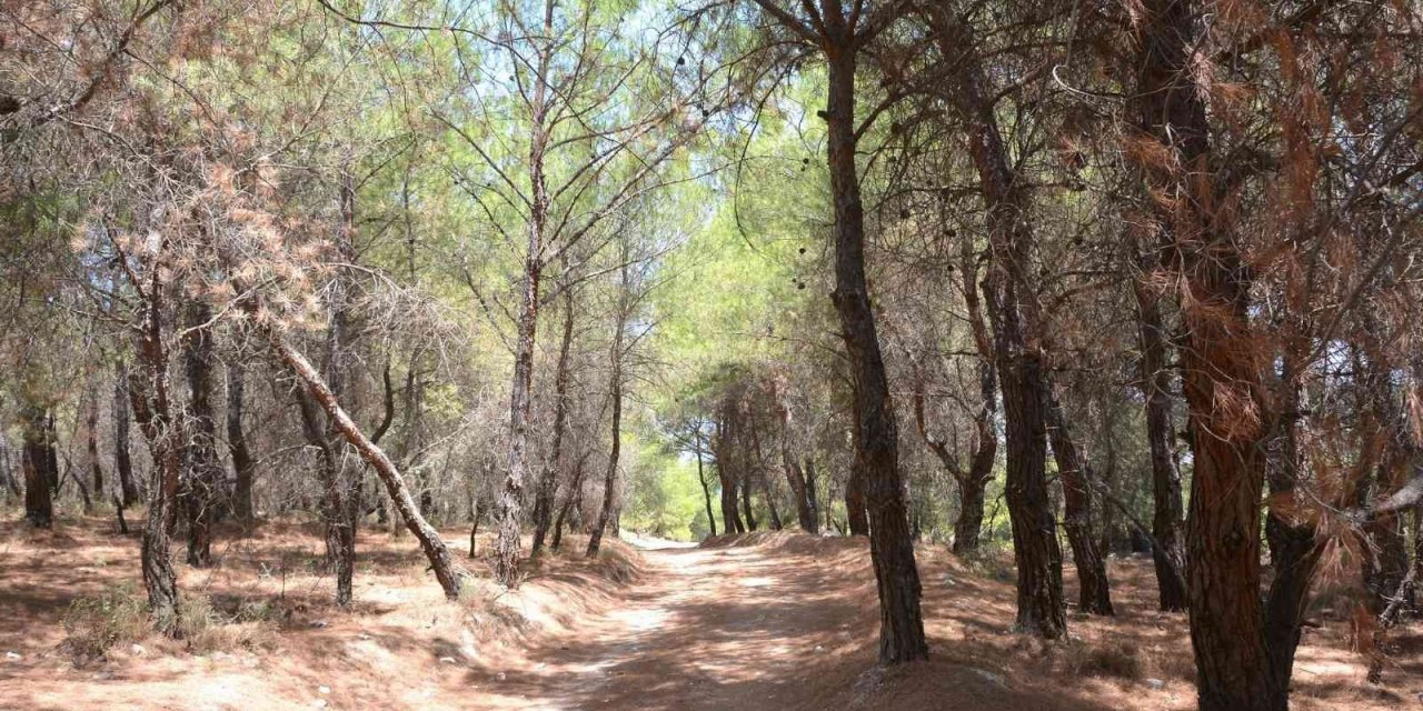 Aliağa’da 31 Ekim’e kadar ormanlık alanlara giriş yasaklandı