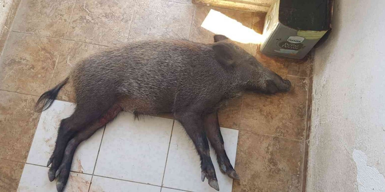 Yaralı domuz Milas’ta tedavi altına alındı