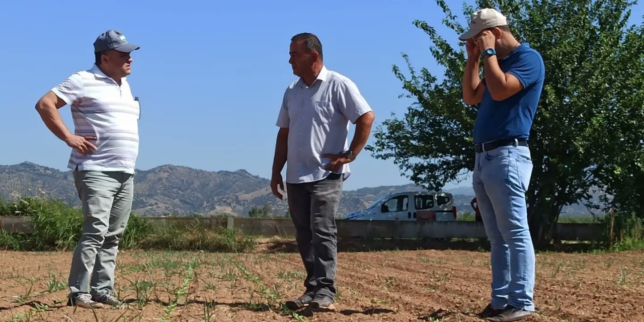 Efeler’de ayçiçeği tarlaları taranıyor