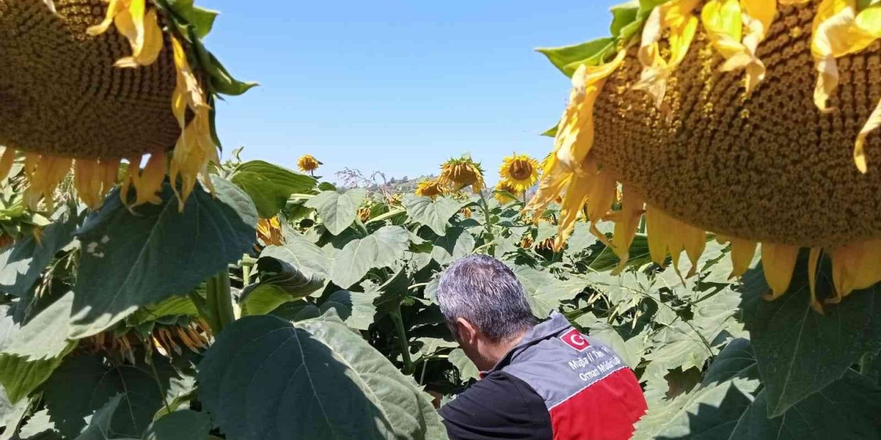 Muğla’daki çalışmalarda çayır tırtılına rastlanmadı