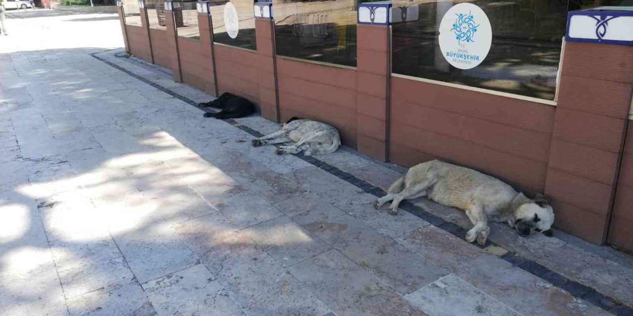 Sıcak hava insanlar kadar hayvanları da olumsuz etkiliyor