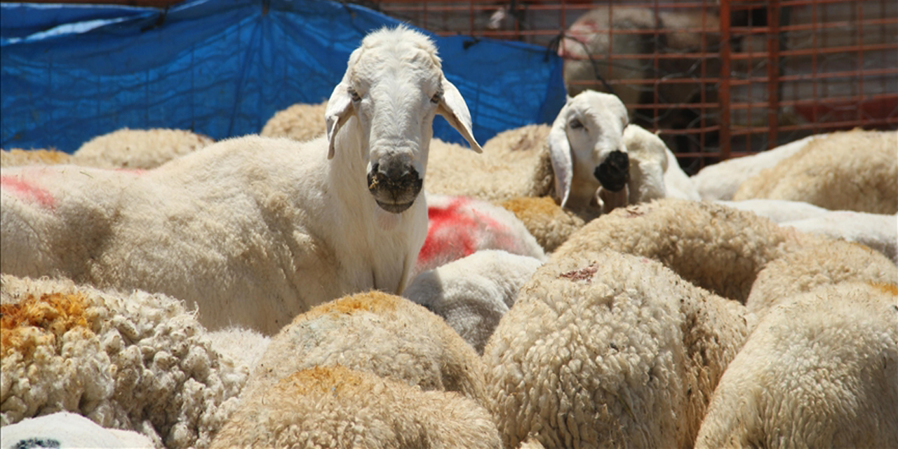 Aydın’da bayramda kesilen kurbanlık sayısı açıklandı