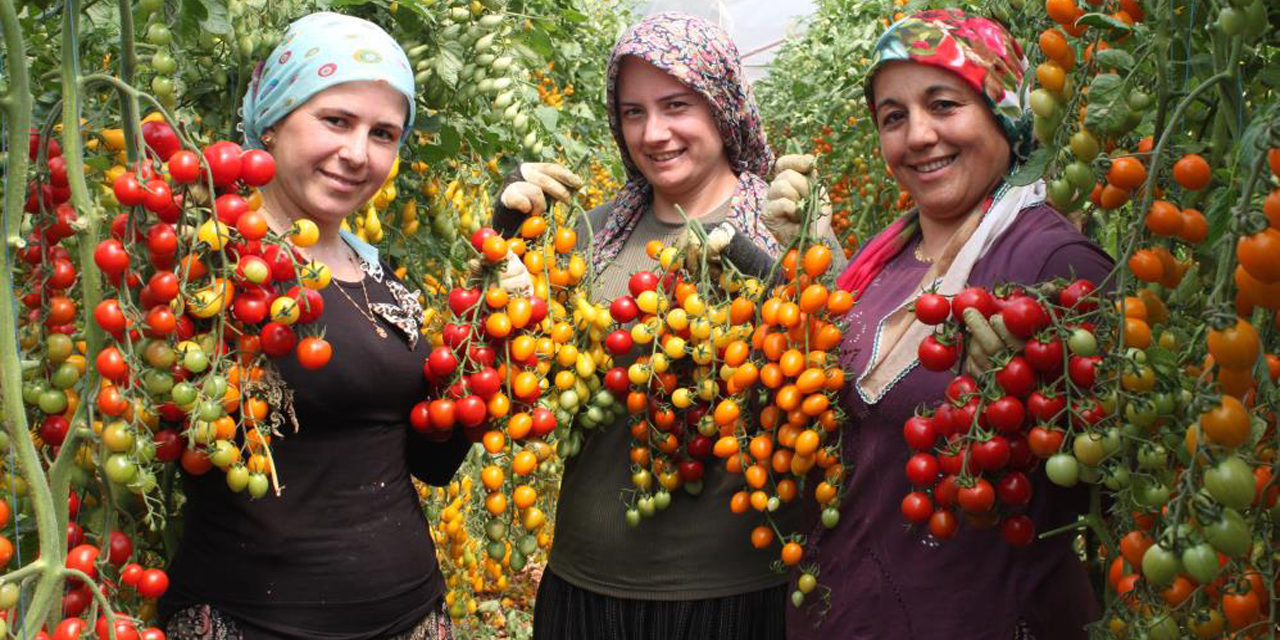 Rengarenk domates üretti, iki kat kazandı