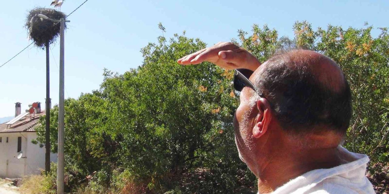 Muhtarın gözü leyleklerde