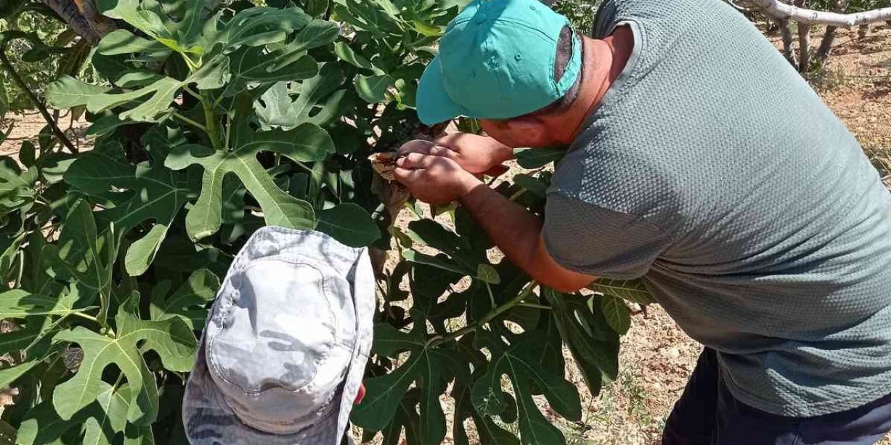 Karacasu’da ’teke böceği’ alarmı sürüyor