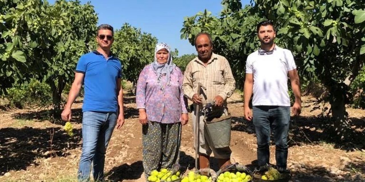 Buharkent’te incir hasadı başladı