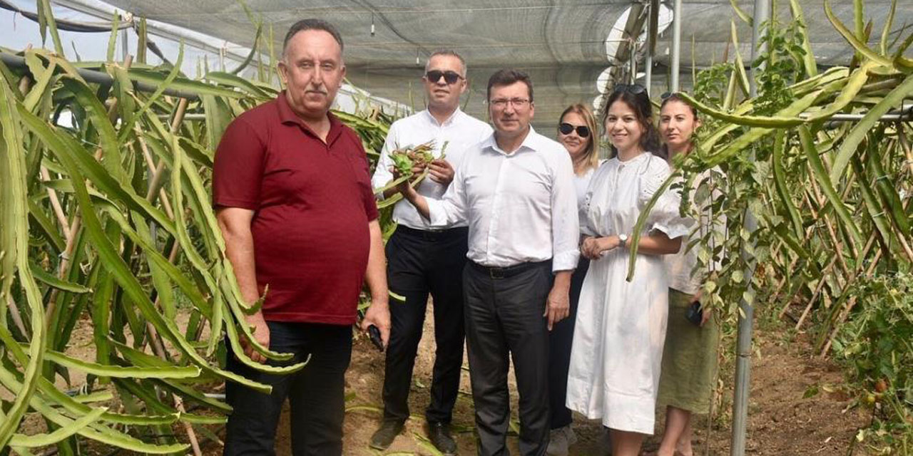 Kaymakam Şahin ’pitaya’ üreticilerini yalnız bırakmıyor