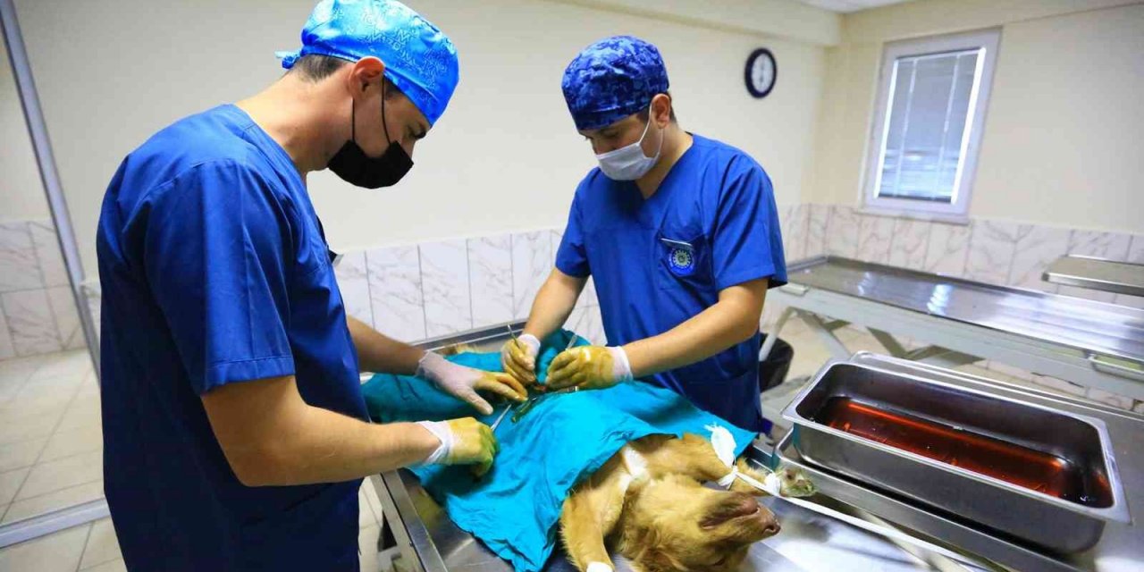 26 Bin 529 hayvanı tedavi edildi